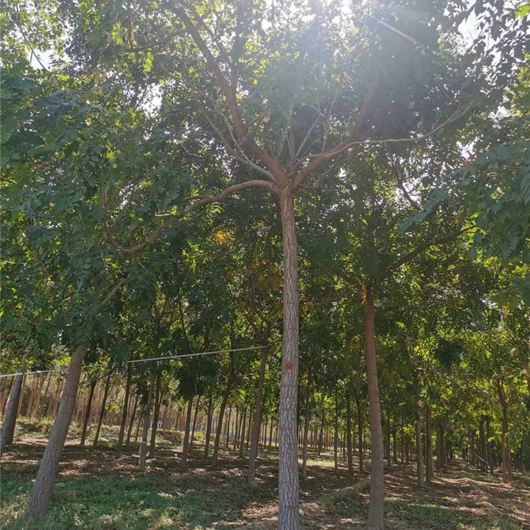 北栾最新价格,北栾最新价格,探寻市场变化背后的故事,北栾最新价格揭秘,探寻市场变化背后的故事