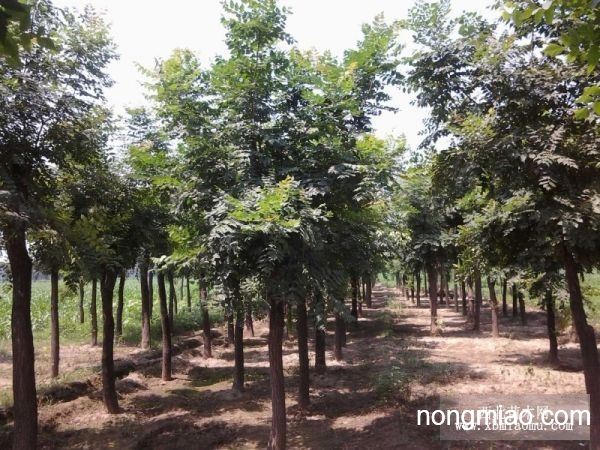 北栾最新价格,北栾最新价格,探寻市场变化背后的故事,北栾最新价格揭秘,探寻市场变化背后的故事