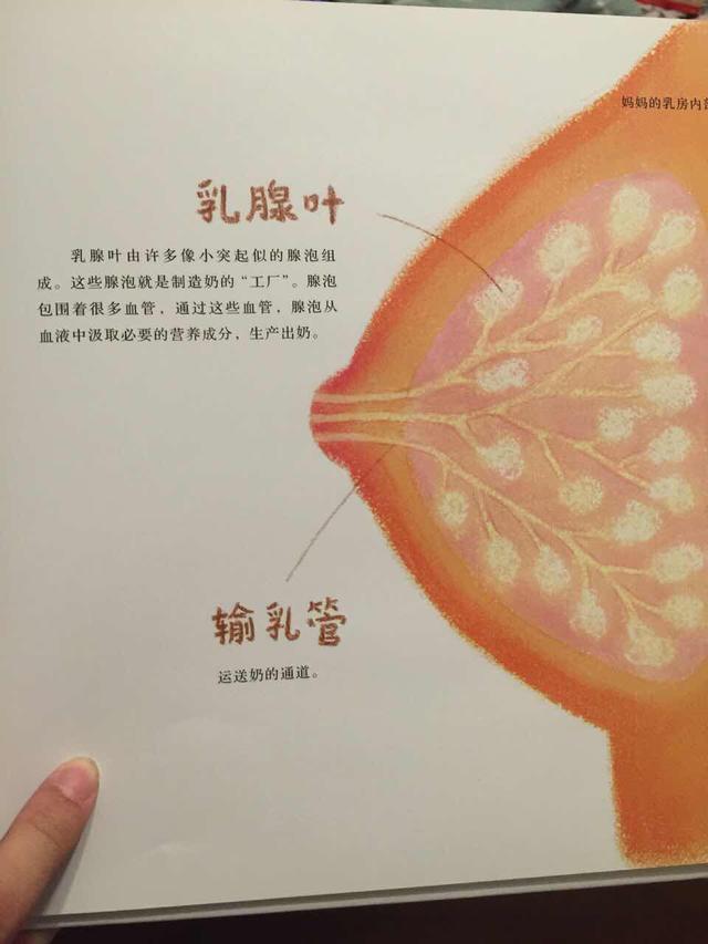 2017最新乳汁小说,探索未知,关于乳汁的奇妙故事,探索未知,关于乳汁的奇妙故事(最新乳汁小说)