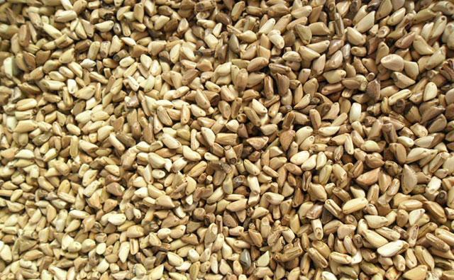 最新加勒比系列种子,最新加勒比系列种子,探索未知的奇幻世界,最新加勒比系列种子,探索奇幻世界的冒险之旅