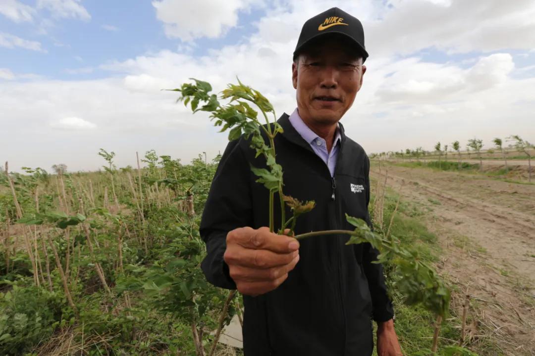 东明西瓜最新价格,东明西瓜最新价格，探寻瓜田里的新鲜动态，东明西瓜最新价格揭秘，探寻瓜田新鲜动态