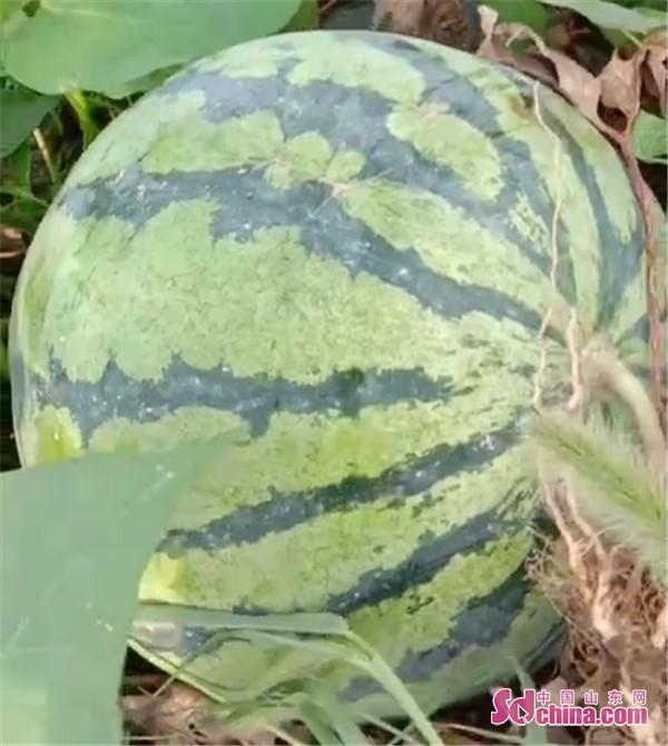 东明西瓜最新价格,东明西瓜最新价格,探寻瓜田里的新鲜动态,东明西瓜最新价格揭秘,探寻瓜田新鲜动态