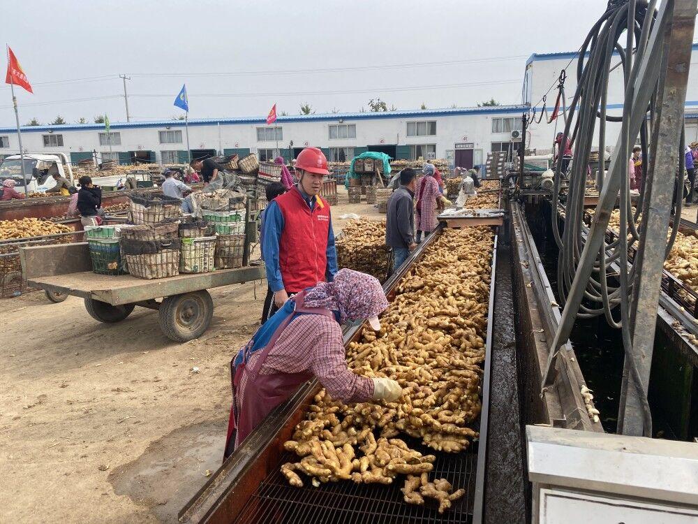 莱州生姜最新行情,莱州生姜最新行情,繁荣背后的故事,莱州生姜最新行情揭秘,繁荣背后的故事