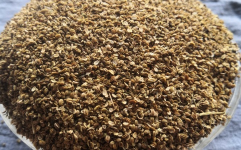 蛇床子最新价格,蛇床子的最新价格,探寻天然植物的价值与变化,探寻蛇床子最新价格,天然植物的价值与变化解析