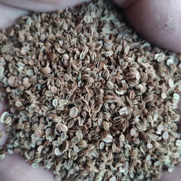 蛇床子最新价格,蛇床子的最新价格,探寻天然植物的价值与变化,探寻蛇床子最新价格,天然植物的价值与变化解析