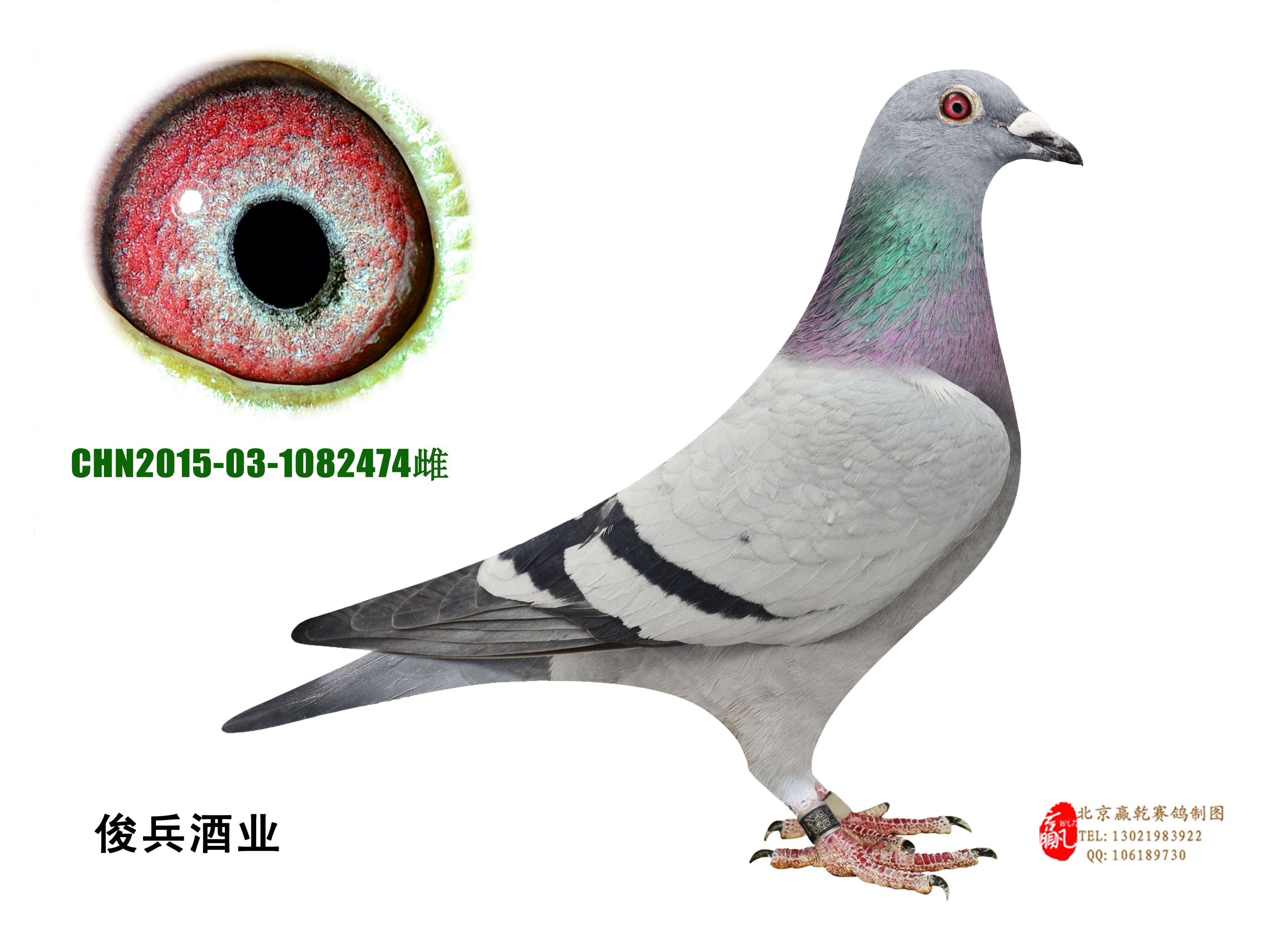 宏建公棚最新公告,宏建公棚最新公告,开启新时代的通知,宏建公棚开启新时代,最新公告发布
