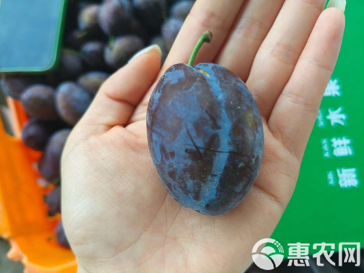 西梅的最新视频,西梅的最新视频,探索时尚潮流与生活美学的交融,西梅最新视频,时尚潮流与生活美学的完美交融探索