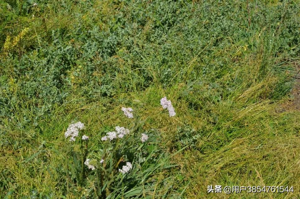天山生物股票最新价格,天山生物股票最新价格,市场走势与投资者洞察,天山生物股票最新价格及市场走势与投资者洞察分析