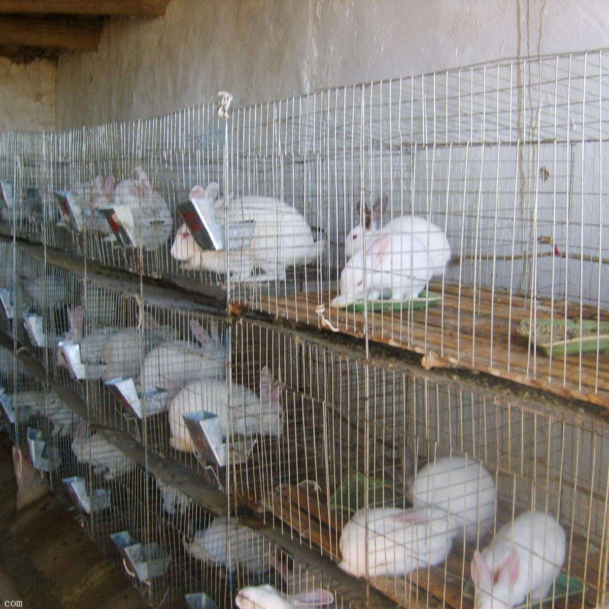 博民生物科技 第202页